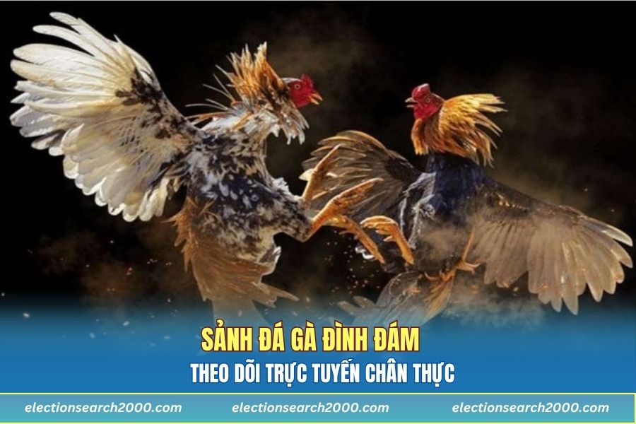 Sảnh đá gà đình đám, theo dõi trực tuyến chân thực